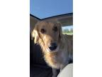 Adopt Loki a Brown/Chocolate - with White Golden Retriever / Mixed dog in Union