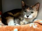 Adopt Philly a Domestic Shorthair / Mixed cat in New York, NY (41513563)
