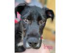 Adopt Irma a Black - with White Airedale Terrier / Mixed Breed (Medium) / Mixed