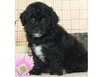 Adopt POLLY a Black - with White Bichon Frise / Poodle (Toy or Tea Cup) / Mixed