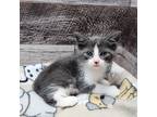 Adopt Cooper a Domestic Shorthair / Mixed (short coat) cat in Washington Court