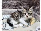 Adopt Christian a Domestic Shorthair / Mixed (short coat) cat in Washington