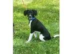 Adopt Camila a Spaniel (Unknown Type) / Terrier (Unknown Type