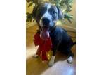 Adopt Lucy a Gray/Silver/Salt & Pepper - with Black Bull Terrier / Staffordshire