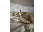 Adopt Kitboy a Orange or Red (Mostly) Tabby / Mixed (medium coat) cat in