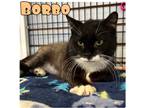 Adopt Borbo a Domestic Shorthair / Mixed (short coat) cat in Pierceton
