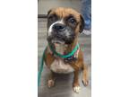 Adopt Gwen a Boxer / Mixed dog in Ridgely, MD (41553762)