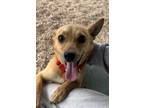 Adopt Steffan a Terrier (Unknown Type, Small) / Mixed dog in Ridgely