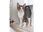 Adopt Leo a Oriental / Mixed (short coat) cat in Hyde Park, NY (41552587)