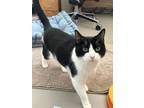 Adopt Jeeves a Domestic Shorthair / Mixed (short coat) cat in Hyde Park