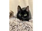 Adopt Lulu a Domestic Shorthair / Mixed (short coat) cat in Grants Pass