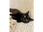 Adopt Kershaw a Domestic Shorthair / Mixed (short coat) cat in Grants Pass