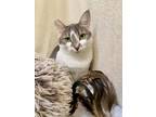 Adopt Mandy a Domestic Shorthair / Mixed (short coat) cat in Grants Pass