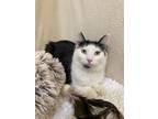 Adopt Moe a Domestic Mediumhair / Mixed (short coat) cat in Grants Pass