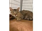 Adopt Sinbad a Domestic Shorthair / Mixed (short coat) cat in Grants Pass