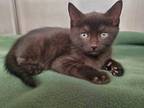 Adopt Tamale a Domestic Shorthair / Mixed (short coat) cat in Grants Pass