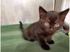 Adopt Tostada a Domestic Shorthair / Mixed (short coat) cat in Grants Pass