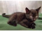 Adopt Enchilada a Domestic Shorthair / Mixed (short coat) cat in Grants Pass