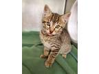 Adopt Taquito a Domestic Shorthair / Mixed (short coat) cat in Grants Pass