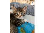 Adopt Scamper a Domestic Shorthair / Mixed (short coat) cat in Grants Pass