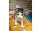 Adopt Kumquat a Domestic Shorthair / Mixed (short coat) cat in Grants Pass