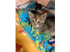 Adopt Nimbus a Domestic Shorthair / Mixed (short coat) cat in Grants Pass