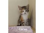 Adopt Carina (bonded w/Chevy) a Domestic Shorthair / Mixed (short coat) cat in