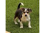 Adopt Avalon a Mixed Breed (Medium) / Mixed dog in Rancho Santa Fe