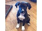 Adopt Echo a Mixed Breed (Medium) / Mixed dog in Rancho Santa Fe, CA (41553774)
