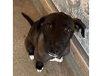 Adopt Elsa a Mixed Breed (Medium) / Mixed dog in Rancho Santa Fe, CA (41553773)