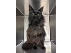 Adopt Emma a All Black Maine Coon / Mixed (short coat) cat in Jackson