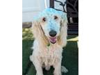 Adopt Christian a White Poodle (Standard) / Mixed dog in Agua Dulce