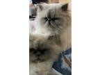 Adopt Sega and Miko a White (Mostly) Himalayan / Mixed (long coat) cat in East