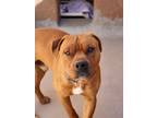 Adopt Clifford a Brown/Chocolate American Pit Bull Terrier / Mixed Breed