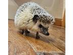 Adopt Spike Lee a White Hedgehog (long coat) small animal in Dallas