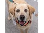 Adopt Cayce a Tan/Yellow/Fawn Labrador Retriever / Mixed dog in San Diego