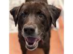 Adopt Kona Kai a Labrador Retriever / Mixed dog in San Diego, CA (41548083)