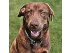 Adopt Quinn a Labrador Retriever / Mixed dog in San Diego, CA (41548082)
