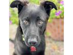 Adopt Tinley a Black Shepherd (Unknown Type) / Labrador Retriever / Mixed dog in