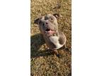 Adopt Shadow a Gray/Blue/Silver/Salt & Pepper American Pit Bull Terrier / Mixed