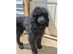 Adopt Dior a Black Poodle (Standard) / Mixed dog in Agua Dulce, CA (41553746)