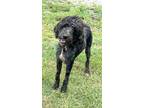 Adopt Lenny Lucky a Black - with White Aussiedoodle / Mixed dog in Bellevile