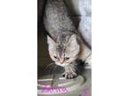 Adopt Zane a Tan or Fawn Tabby Exotic (short coat) cat in Joplin, MO (41533152)