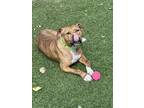 Adopt RICO a Brown/Chocolate American Pit Bull Terrier / Mixed Breed (Medium) /