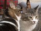 Adopt Rosebud and Elsa a Brown Tabby Domestic Shorthair (short coat) cat in