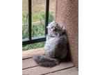 Adopt Nemo a Gray or Blue (Mostly) Persian / Mixed (long coat) cat in Little