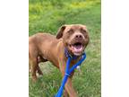 Adopt Sutton a Brown/Chocolate American Pit Bull Terrier / Mixed Breed (Medium)
