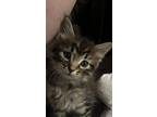 Adopt Magnus a Brown Tabby Domestic Mediumhair / Mixed (medium coat) cat in