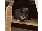 Adopt Angel a Gray or Blue Domestic Shorthair (short coat) cat in Colmar