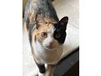Adopt Everly a Calico or Dilute Calico Domestic Shorthair (short coat) cat in